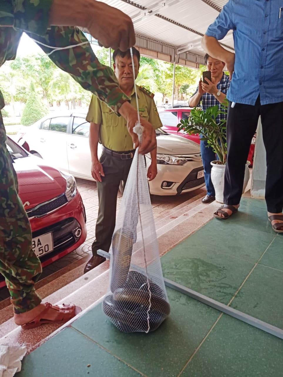 Rắn hổ mang chúa được phát hiện tại khu vực sân tập thể dục của Trường THCS Kỳ Sơn.