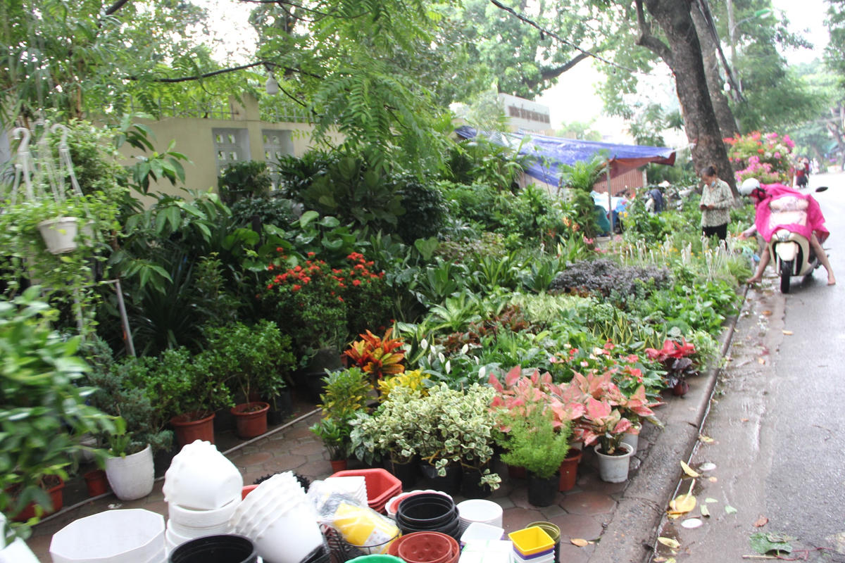 Hà Nội: Vỉa hè đường Hoàng Hoa Thám bị chiếm dụng để bày bán cây cảnh, gốm sứ