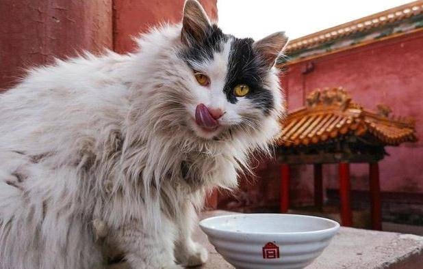 Đáng nói, mèo trong Tử Cấm Thành thực sự là những kẻ tai to mặt lớn, chúng không thích bị làm phiền, rất khó để chụp được ảnh mèo trong cố cung.