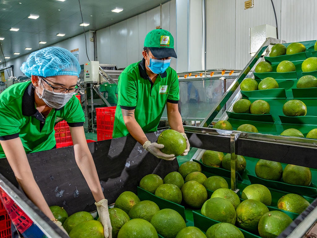 Xuất khẩu rau củ quả ghi nhận nhiều tín hiệu khả quan.