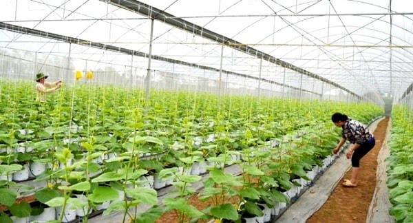 Ngày càng có nhiều mô hình sản xuất nông nghiệp có giá trị tiền tỷ.
