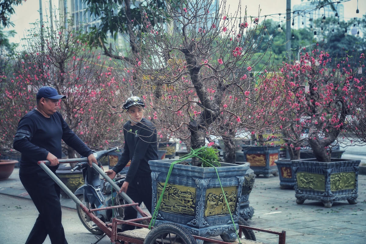 Những ngày này, hình ảnh Tết tràn ngập khắp phố phường, nổi bật nhất vẫn là những cây đào đỏ thắm được bày bán trên các phố phường.