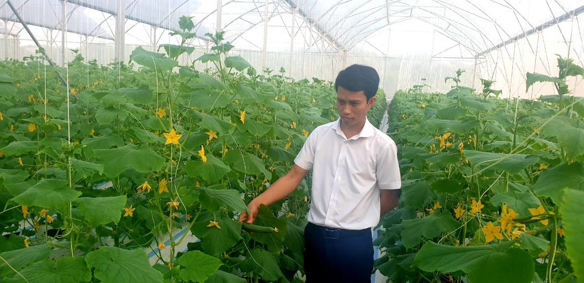Vườn dưa chuột trồng trong nhà màng của anh Nguyễn Hữu Nhượng hiện đang là điểm đến học tập của nhiều nông dân trong và ngoài tỉnh.