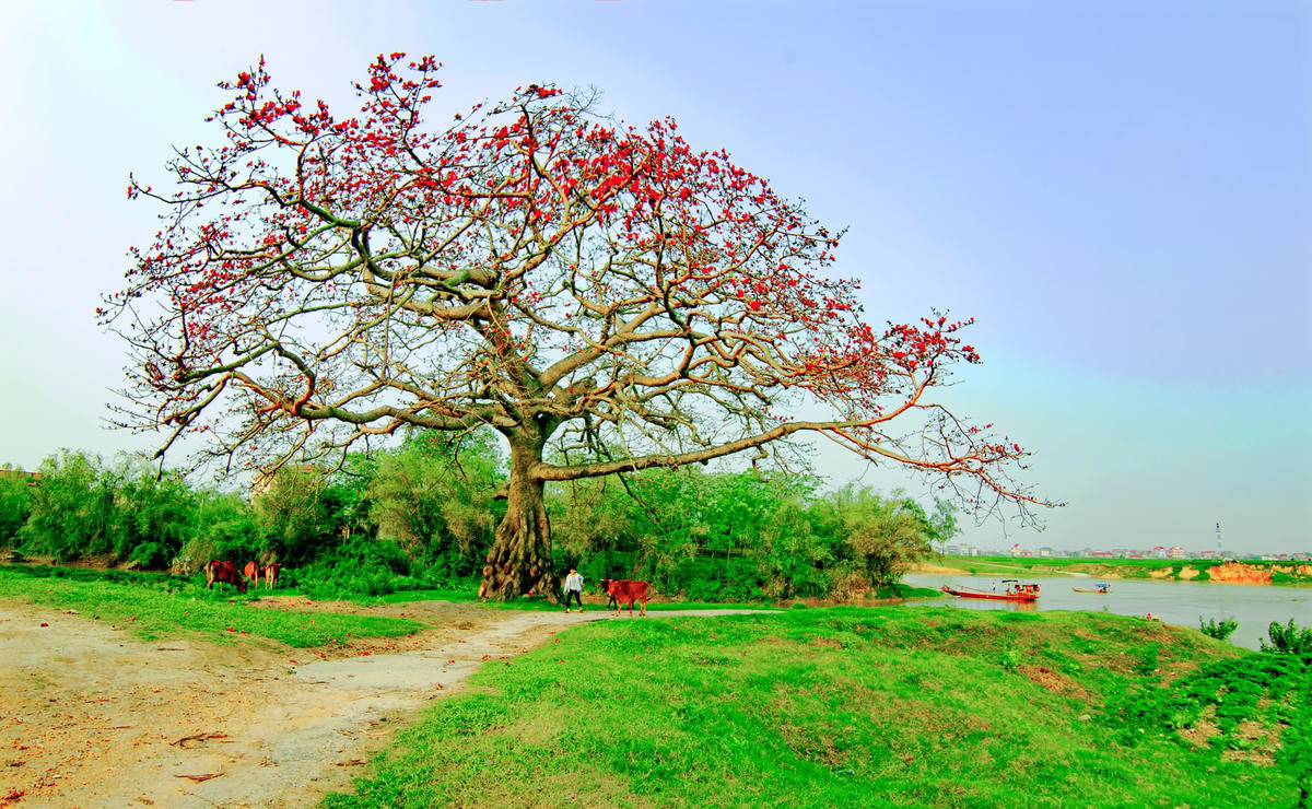 Mùa hoa gạo. Ảnh: Quang Vinh.  
