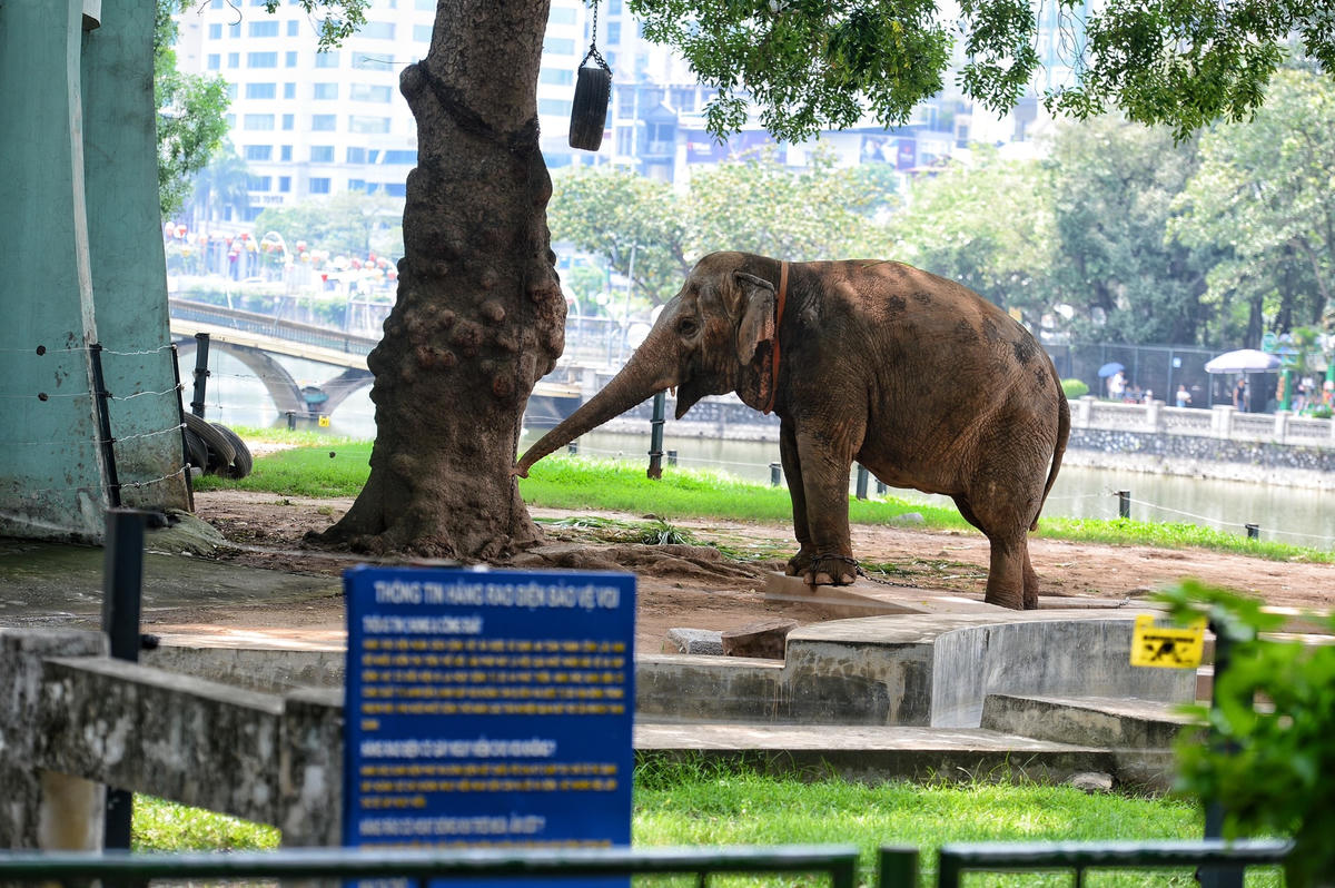 Mặc nắng nóng, Công viên Thủ Lệ đông vui ngày Quốc tế Thiếu nhi