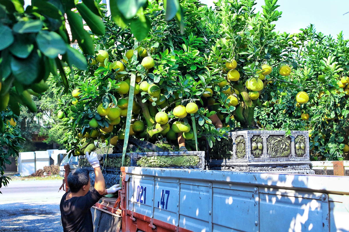 [ẢNH] Ghé thăm vườn bưởi cảnh tiền tỷ tại Hưng Yên