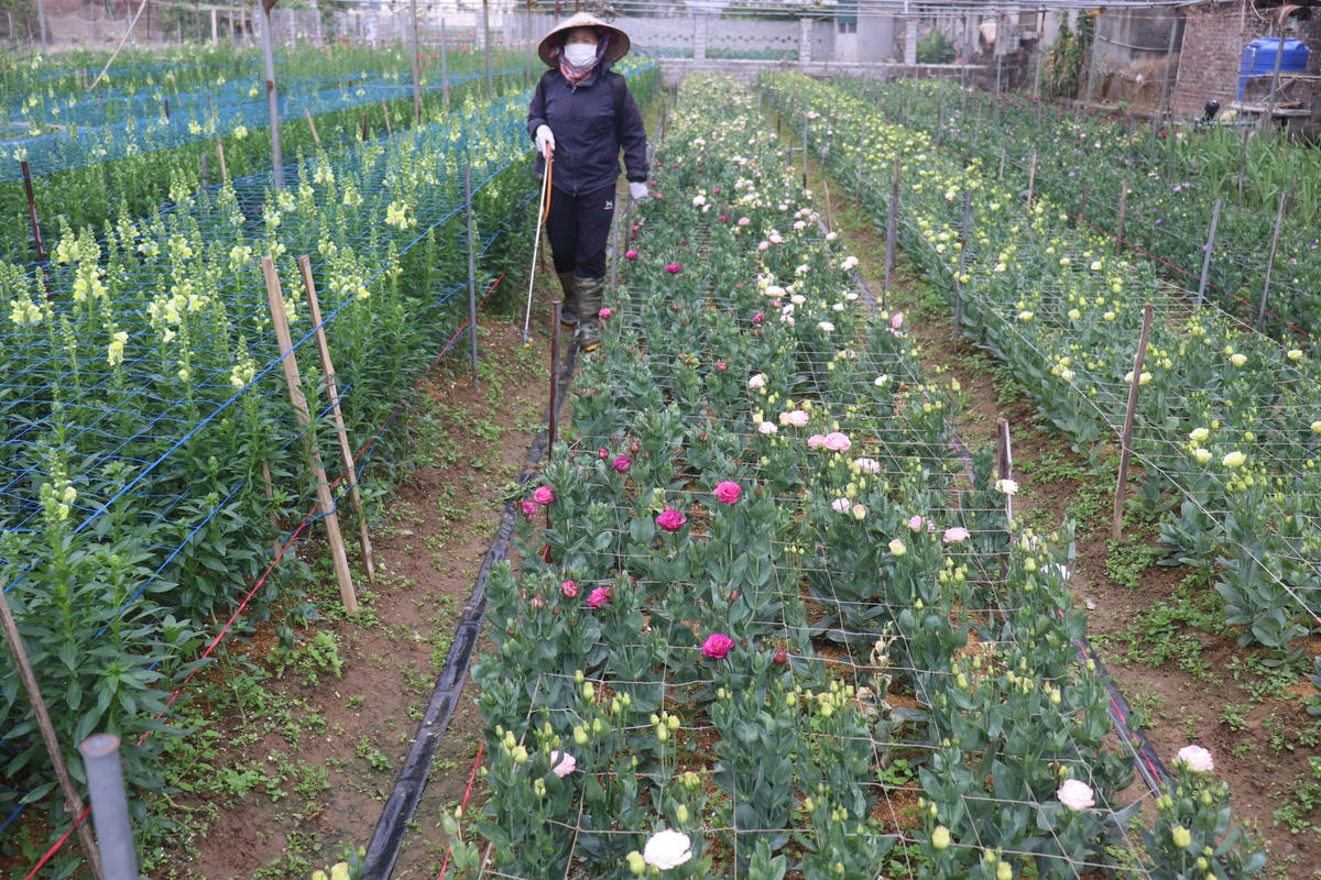 Còn 24 ngày nữa là đến Tết nguyên đán, hàng trăm hộ trồng hoa ở Ninh Phúc vẫn đang chờ đợi tín hiệu tích cực từ thị trường. 