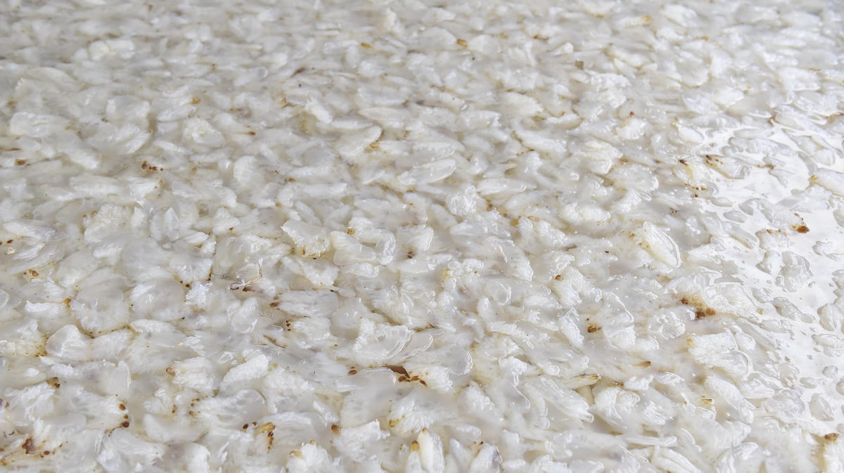 Tiếp đó, thực hiện công đoạn muối sứa, hàng ngày tăng lượng muối dần lên, từ 5 ngày trở lên là sứa có thể xuất bán được. Khâu quan trọng nhất trong việc sơ chế sứa là kiểm soát độ mặn, độ mặm giao động từ 20-25 độ là đạt yêu cầu…  