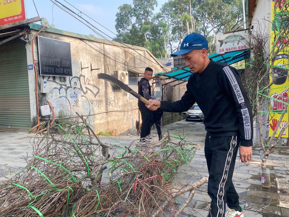 “Đến thời điểm bây giờ bán hạ giá chỉ khoảng 250.000 đến 300.000 đồng/cành gọi là thu lại chút ít. Vậy mà 300.000 đồng còn bị chê đắt. Khi tôi quyết định thà chặt bỏ đi công sức lao động của mình còn hơn bán hạ giá tụt đáy, thì họ nói "đừng chặt lãng phí, cho tôi" - anh Tân cho hay”, anh Tân ngậm ngùi.