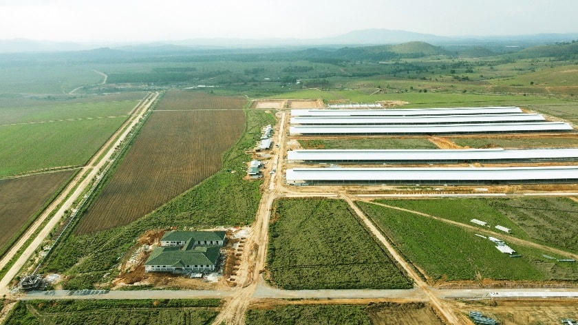 Siêu trang trại Lào Jagro tại Lào với quy mô lên đến 100.000 con bò.