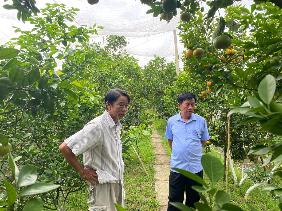 Quýt là loại cây trồng phổ biến và quen thuộc nhất ở Lai Vung. Ngoài canh tác theo phương thức truyền thống, hiện nay nông dân cũng canh tác theo hướng hữu cơ, không sử dụng các loại thuốc bảo vệ thực vật để có thể xuất bán vào những thị trường cao cấp hơn.