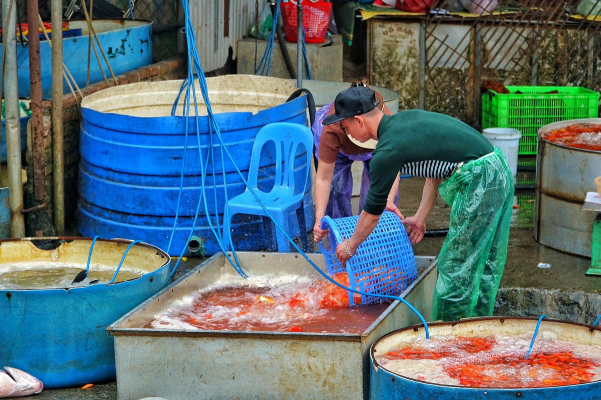 Người dân thường chuẩn bị cá chép sống, thả trong chậu nước, cúng cùng các đồ lễ khác.