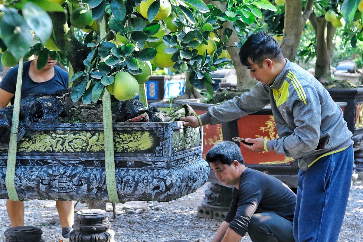 Những cây bưởi đang được kê cao để người mua có thể dễ dàng ngắm nhìn, lựa chọn.