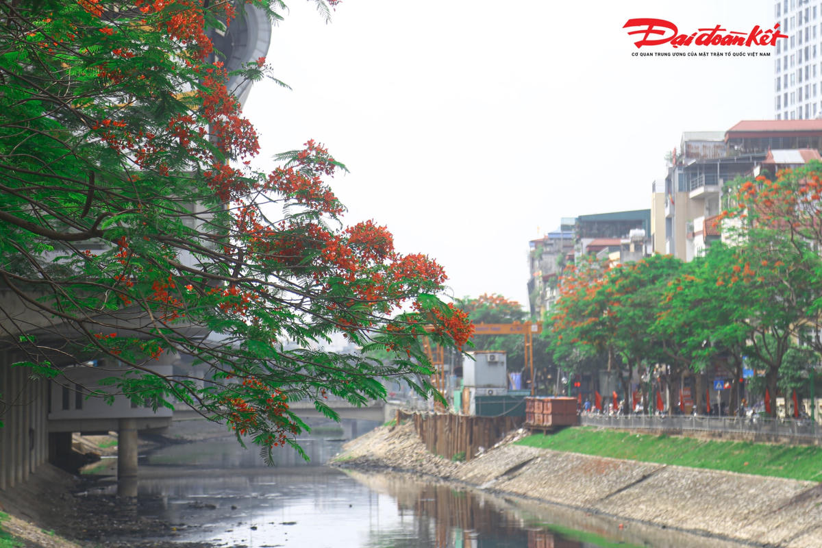 Thật đáng tiếc khi loài hoa phượng vĩ soi mình xuống dòng sông Tô Lịch bao năm đen ngòm nhưng vẫn toát lên vẻ đẹp rực rỡ của nó.