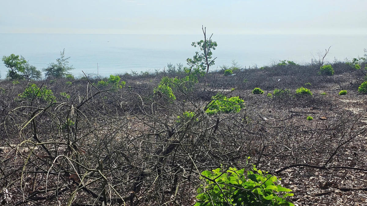 Ghi nhận tại hiện trường vào sáng 12/7, nhiều cây keo lưỡi liềm bị đốn hạ. Hầu hết gỗ đã được di chuyển đi, chỉ còn lại gốc và một số thân cây bị hư hỏng, cành khô nằm ngổn ngang. Ảnh: N.Q.