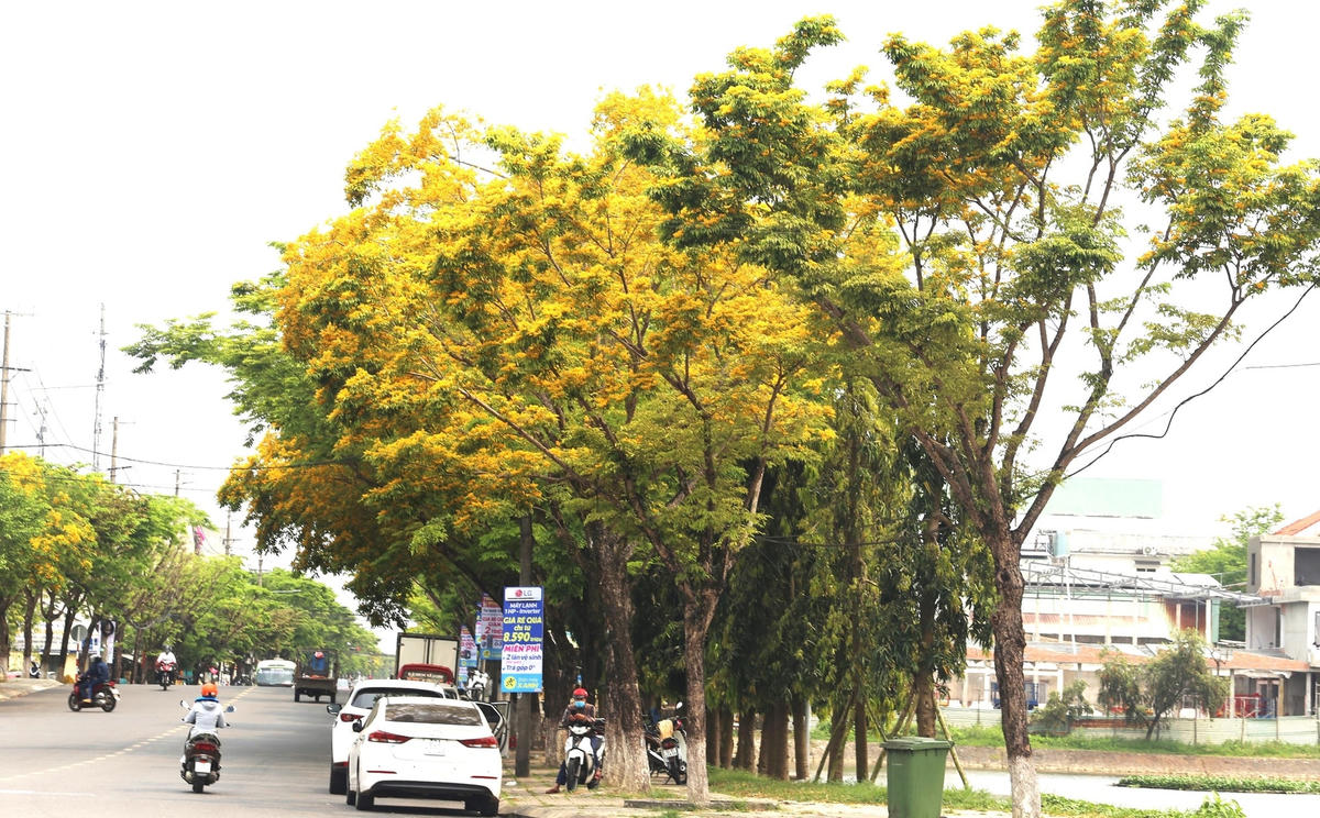 Hoa sưa nở vàng rực ở đường Phan Bội Châu