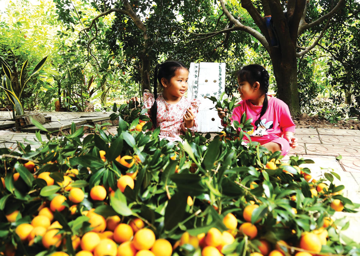 Những trái thanh trà vàng ươm, chín mọng vừa được thu hoạch.  