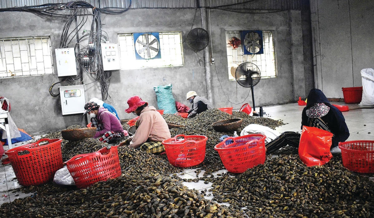 Nhân công đang lựa cau khô đạt chất lượng.  