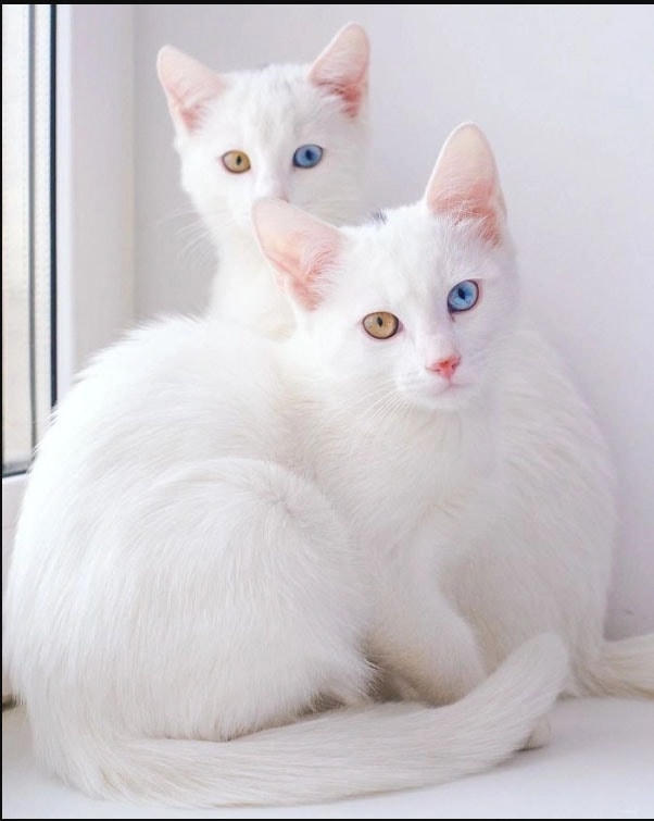 Cặp đôi mèo Khao Manee, còn gọi là mèo hoàng gia.  