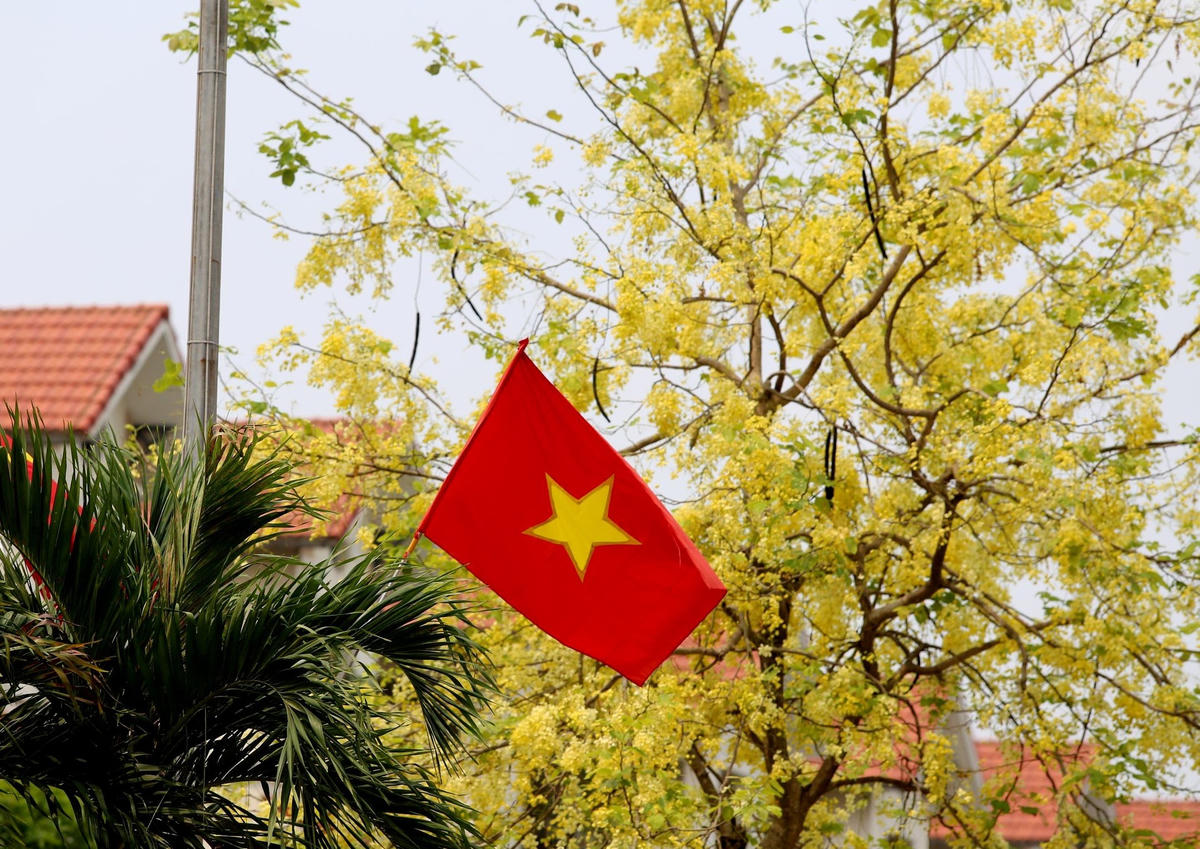 Mùa hoa muồng hoàng yến kéo dài từ tháng 5 đến tháng 7. Không chỉ làm đẹp cảnh quan, loài hoa này còn hấp dẫn bởi ý nghĩa tượng trưng cho sự đoàn kết, gắn kết, thương yêu, hòa hợp, niềm tin và hy vọng trong cuộc sống. Ảnh: Cẩm Kỳ