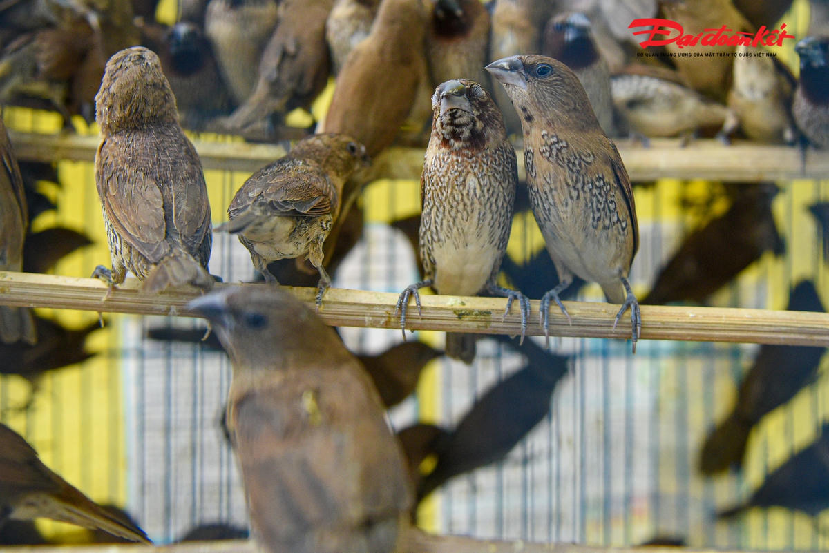 Chị Tuyết cũng chia sẻ, những ngày này lượng khách khá đông, cho nên những con chim phóng sinh này đều phải nhập hàng từ nhiều mối khác nhau như Bắc Giang, Ba Vì, Phú Thọ, Thái Nguyên… mới có đủ nguồn hàng để phục vụ nhu cầu của người dân.
