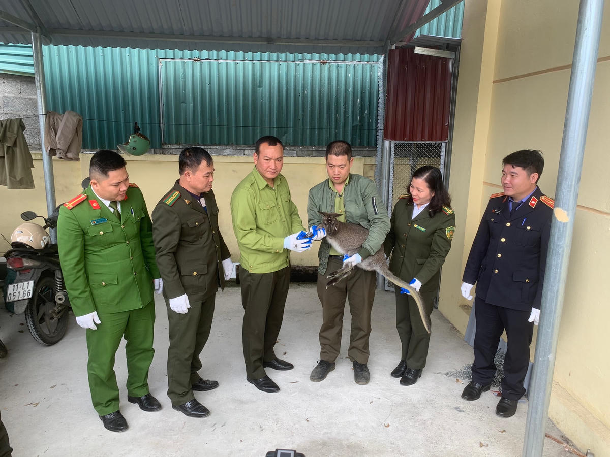 4 cá thể chuột túi gồm 3 con đực và 1 con cái. Ảnh: Lã Tới