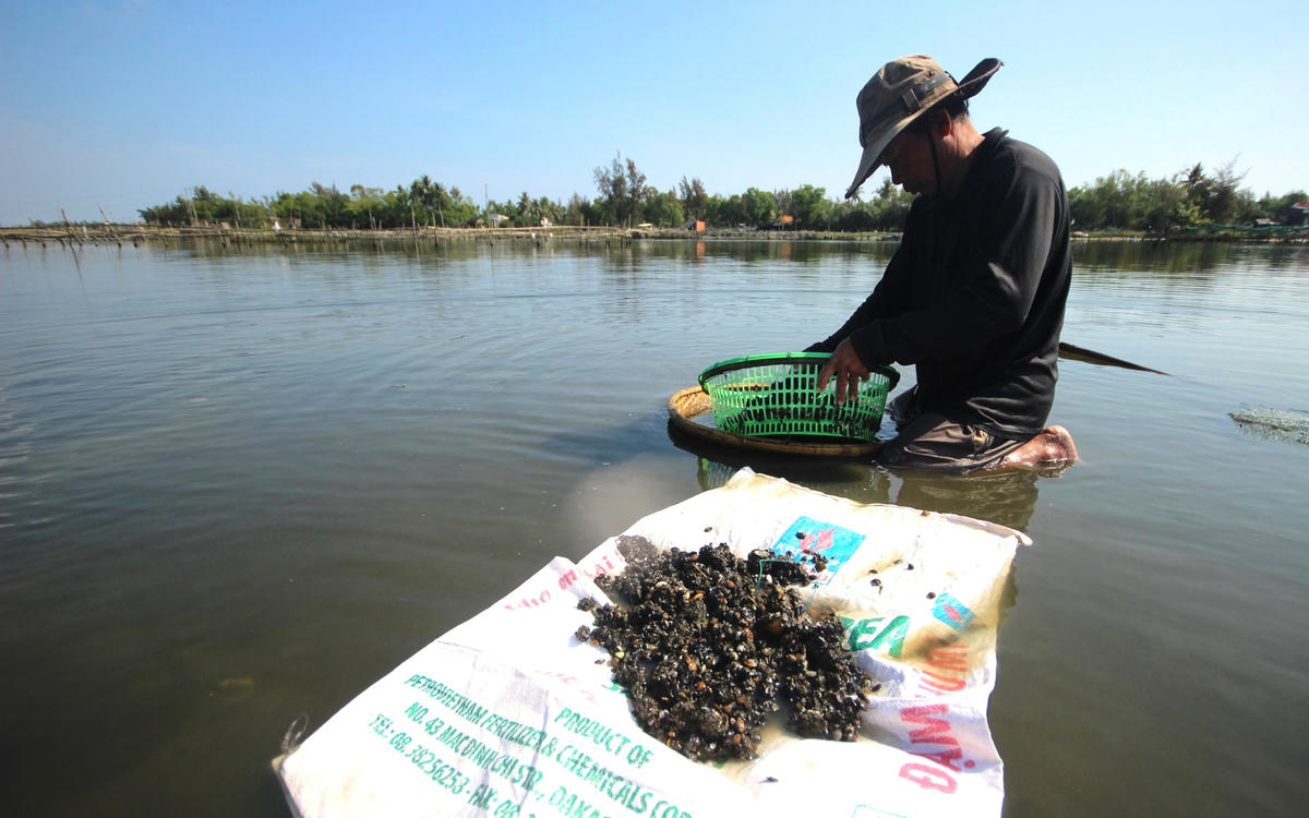Người dân cào hến bên dòng sông Trường Giang.