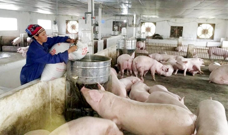 Những ngày gần đây giá lợn hơi đồng loạt tăng tại 3 miền.