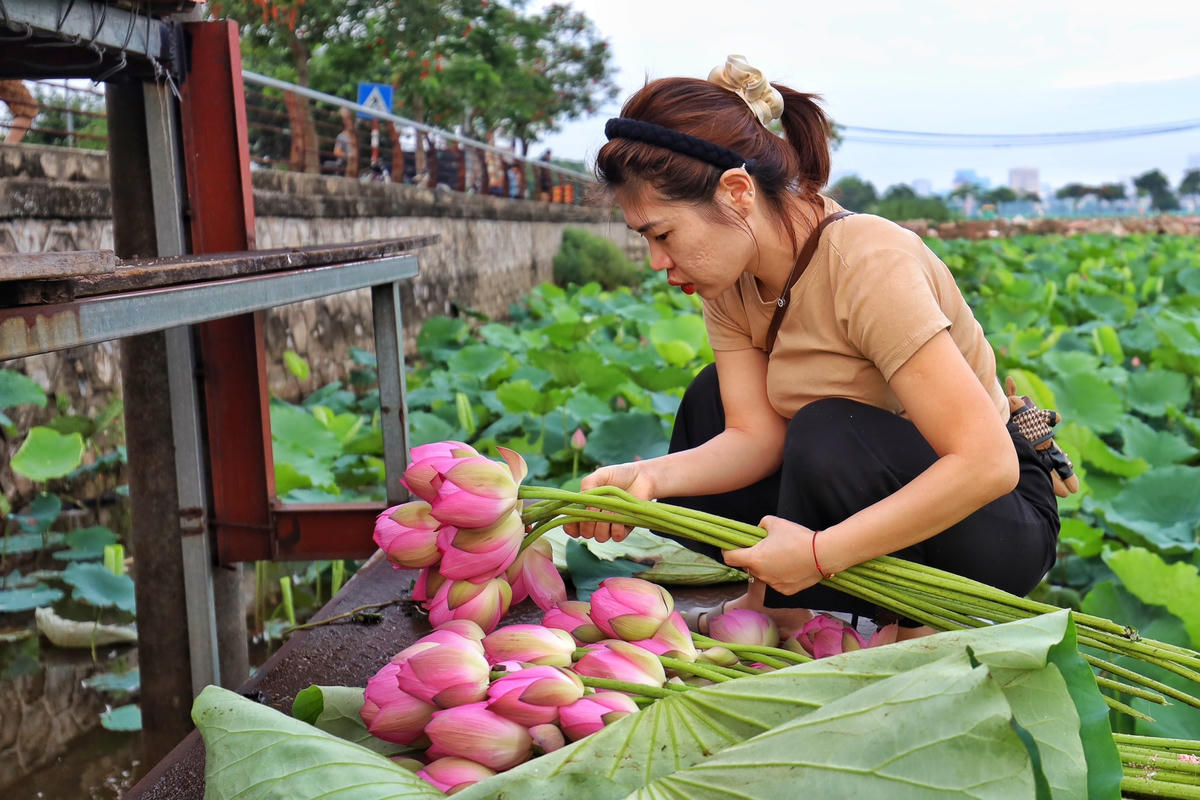 Ông Thành chủ đầm sen Tây Hồ chia sẻ: "Những ngày đầu mùa thu hoạch từ 500 đến 800 bông, giữa mùa có lúc ngoài 1.000 bông cũng tuỳ thuộc vào thời tiết sen nở rộ. Bông nhiều gạo trắng dùng làm trà người thợ sẽ bẻ cuống, còn bông nào dày lá, thẳng đẹp sẽ bán cho khách chơi hoa, giá từ 10.000-15.000 đồng/bông, còn bán cho dân buôn và người làm trà sen giá lại khác. Để đảm bảo tiến độ, việc hái sen được diễn ra liên tục trong suốt 3 tháng và doanh thu đạt cả trăm triệu đồng”.