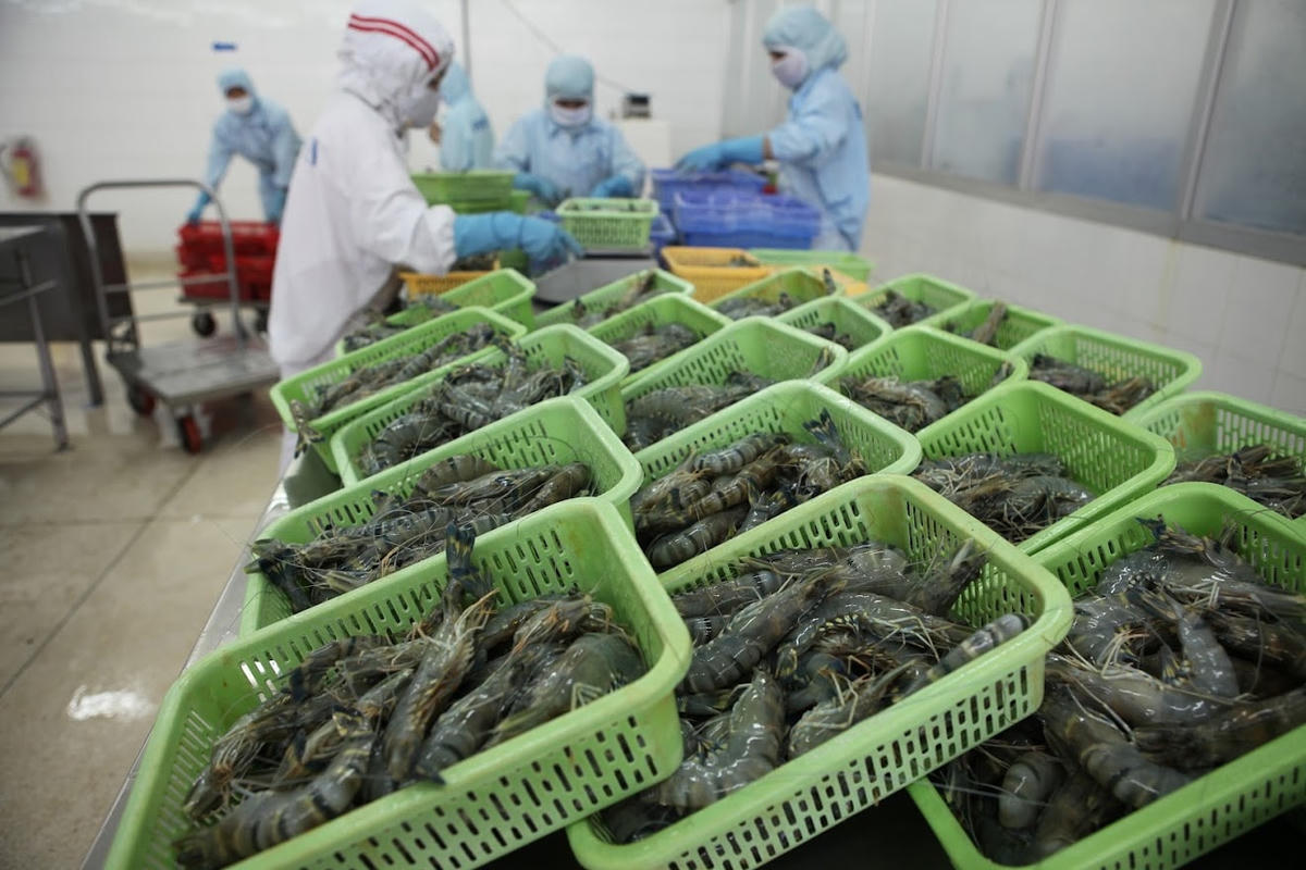 Xuất khẩu thủy sản sang Trung Quốc tăng trong 2 tháng đầu năm. Ảnh: Quang Vinh.