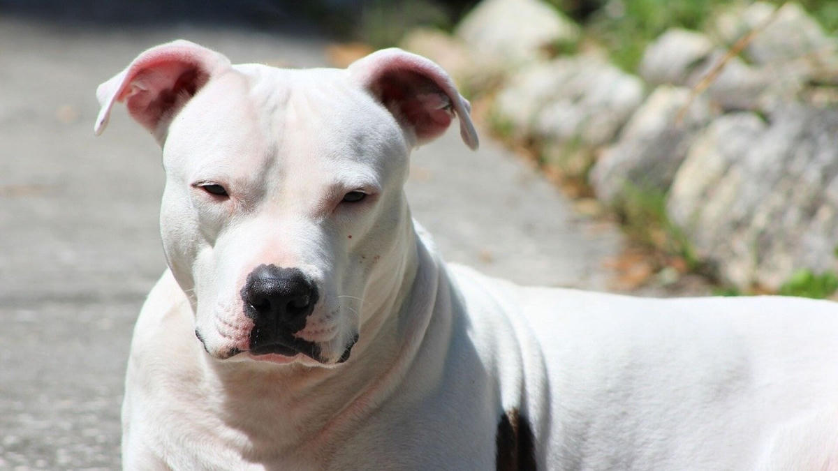 Cụ bà 64 tuổi đã bị Pitbull cắn trong lúc cho nó ăn. Ảnh minh họa.