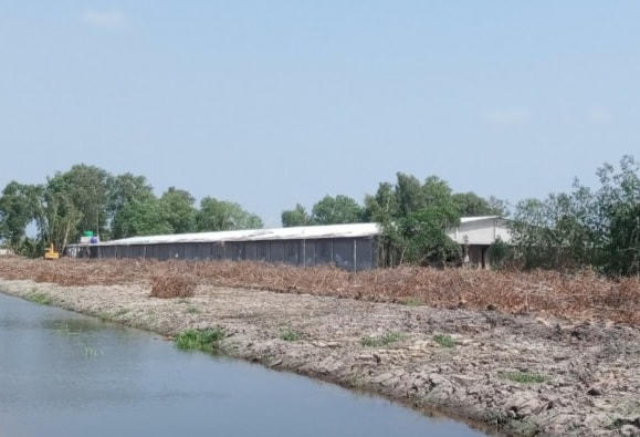 Trại heo của L.H.N.phát tán mùi hôi nồng nặc.