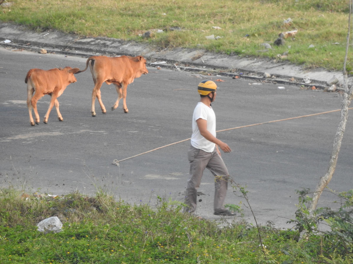 Bò và xe cùng tham gia giao thông (chụp ngày 7,8/4). Ảnh Bình Nguyên.