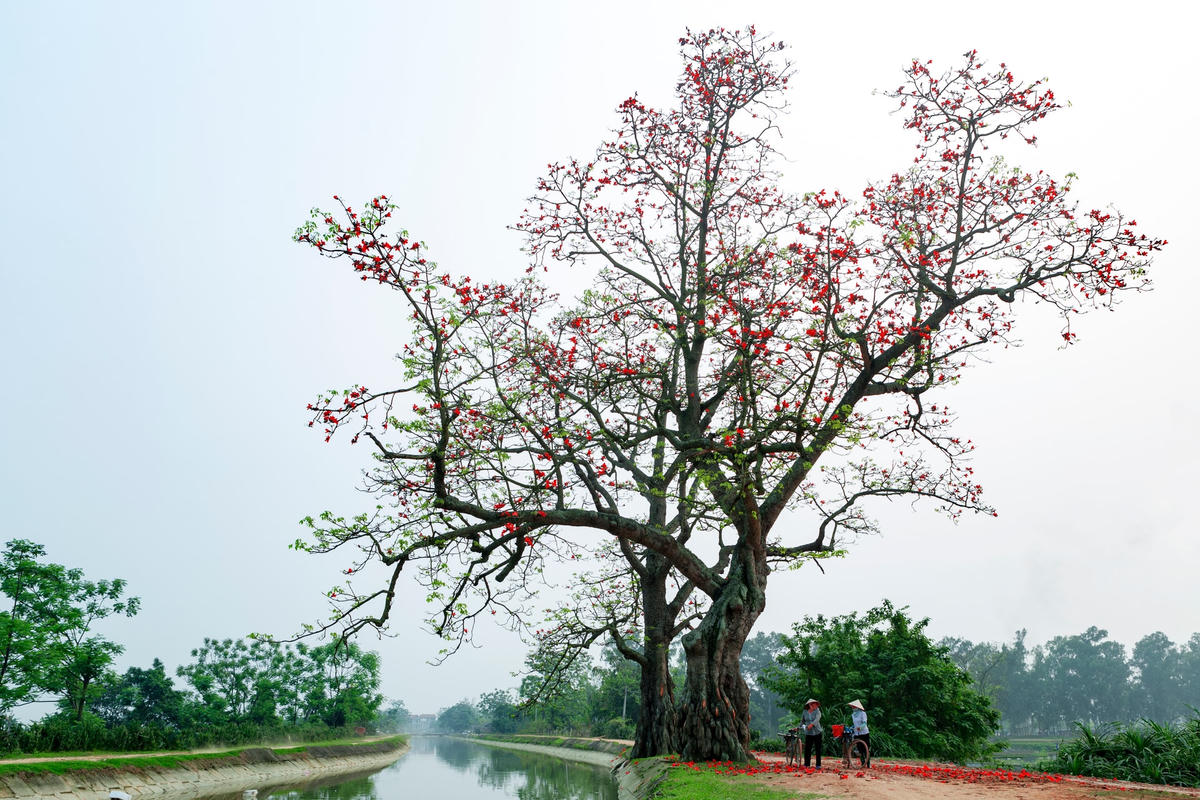 Dưới gốc gạo đầu làng.  