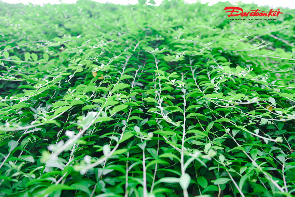 Đây có thể coi là một điểm nhấn ấn tượng giữa hàng loạt khối bê tông, nhà cao tầng tại Hà Nội vì có hàng cây cúc tần xanh mơn mởn tựa như "lá phổi xanh” của khu vực này.