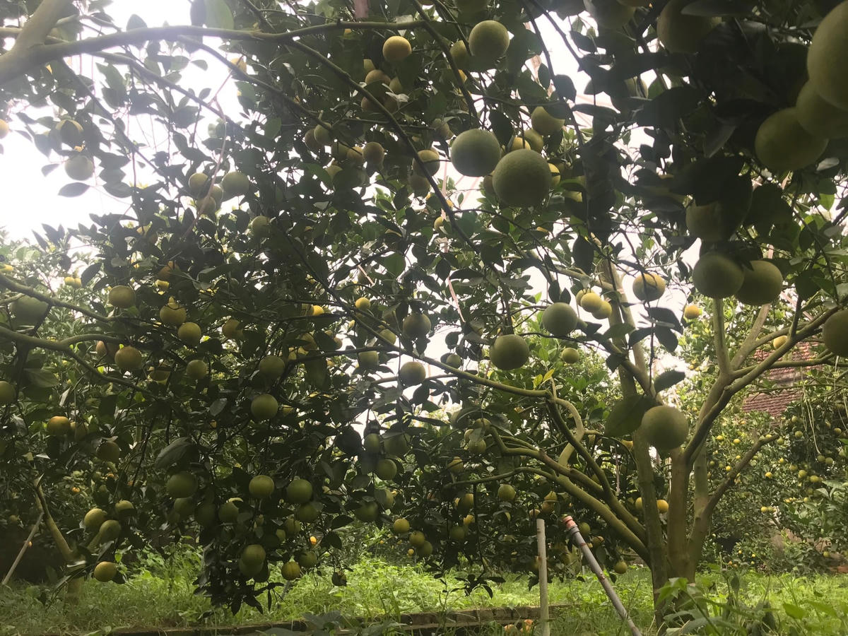 Vườn cam Xã Đoài tại xã Nghi Diên được xem là loại quả tiến vua ngon nức tiếng, giá dao động từ 70-130 ngàn đồng/1 quả.  