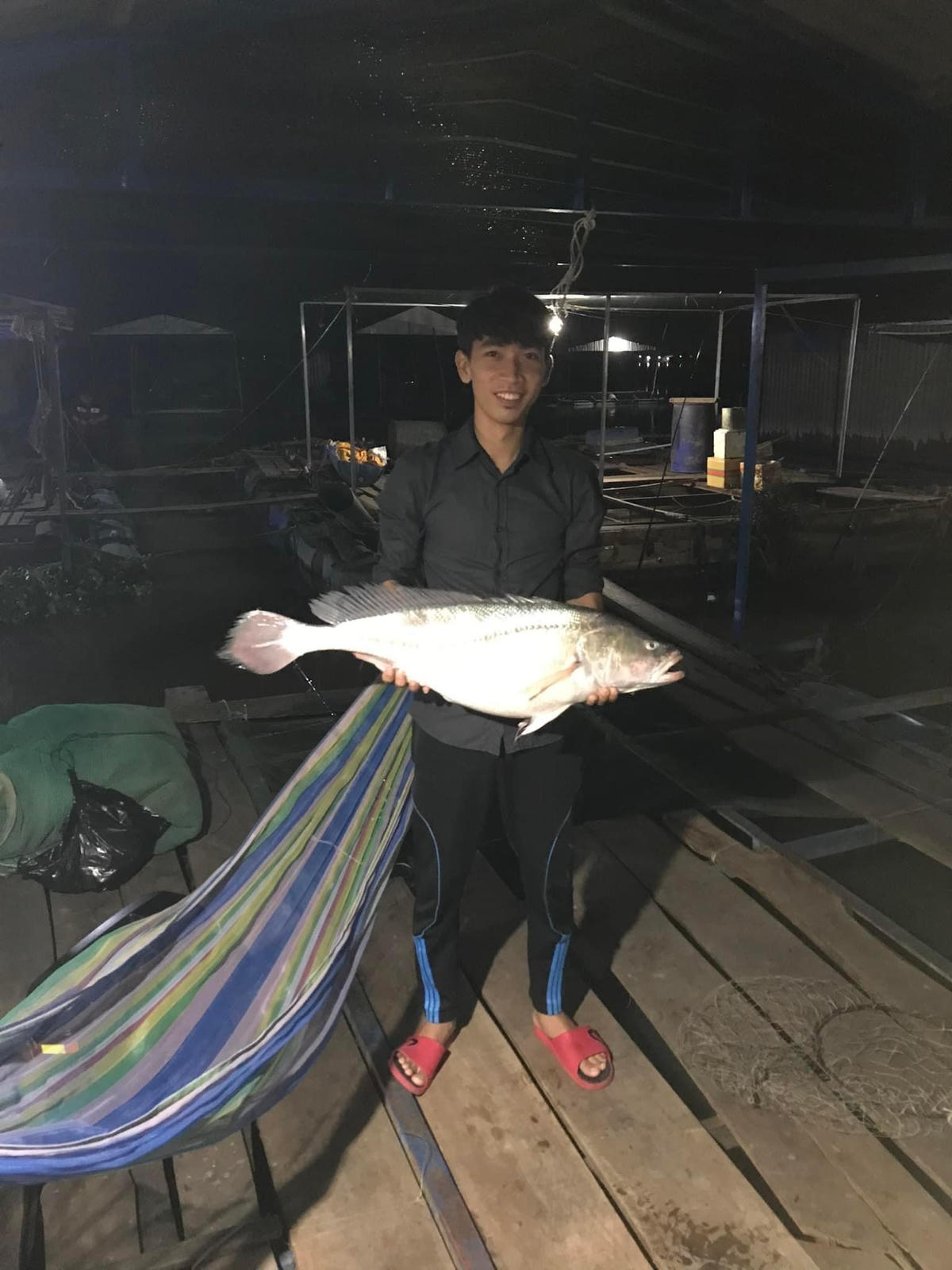 Cá sủ có giá trị kinh tế cao.  