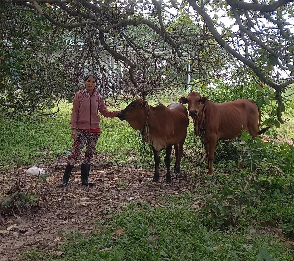 Nghinh, thôn 7, xã Cư Mlan sử dụng vốn vay đầu tư chăn nuôi bò sinh sản. Ảnh: easup.daklak.gov.vn