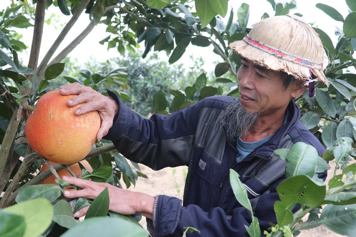 Ông Nguyễn Văn Tư (55 tuổi, trú thôn Thủ Trinh), người có kinh nghiệm hơn 10 năm trồng bưởi đỏ tiến Vua cho biết, năm nay, ông trồng 1.000 gốc bưởi trên diện tích 3 ha.  