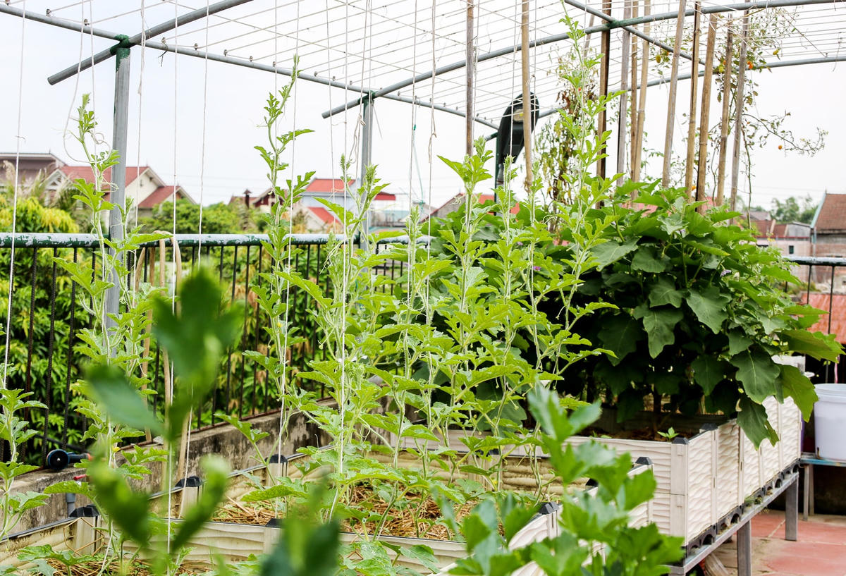 Rau, củ, quả được trồng theo từng khu vực và từng loại dàn khác nhau.