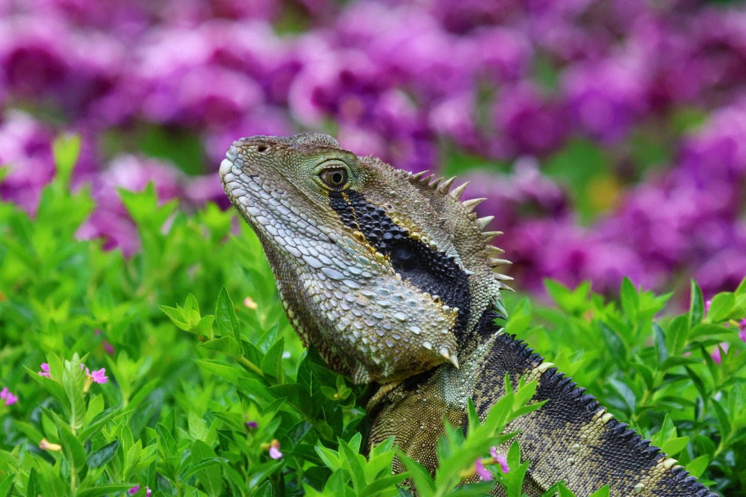 Những loài động vật có thể thụ phấn