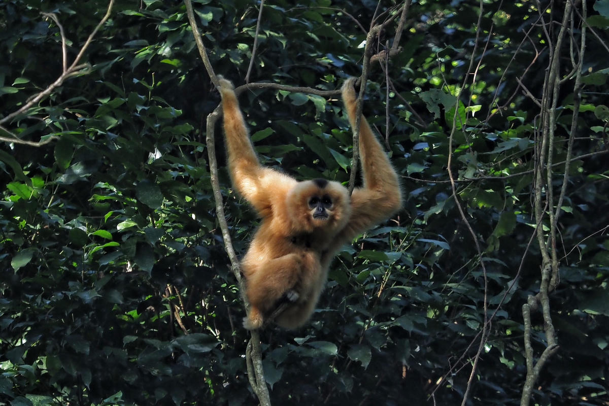  Cứ đều đặn 8h30 hàng ngày, các chuyên gia tại Trung tâm cứu hộ các loài linh trưởng quý hiếm sẽ gọi chúng về cho ăn, đồng thời quan sát tình hình sức khỏe.