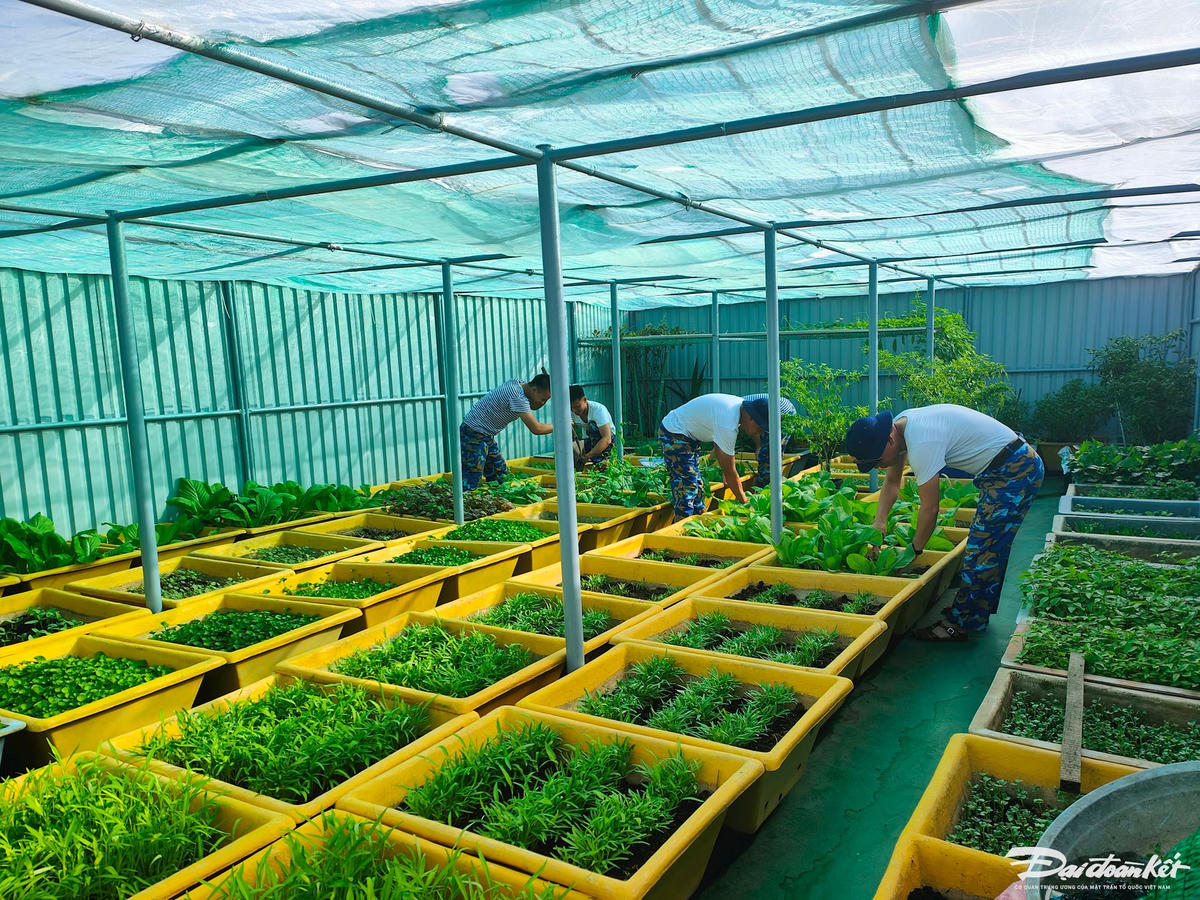 3. Rau xanh được chăm sóc cẩn thận, đảm bảo nhu cầu cho bộ đội trên các nhà giàn