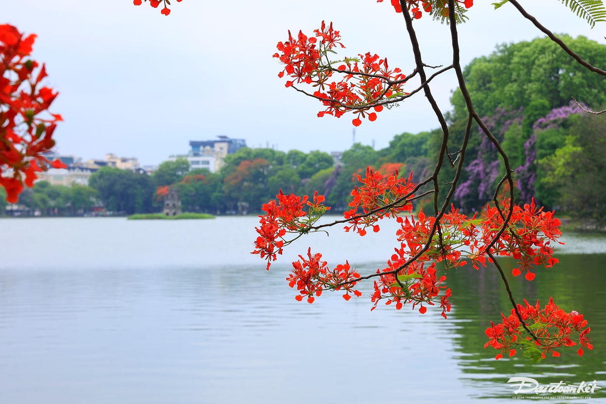hoa_phuong-le-khanh12.jpg