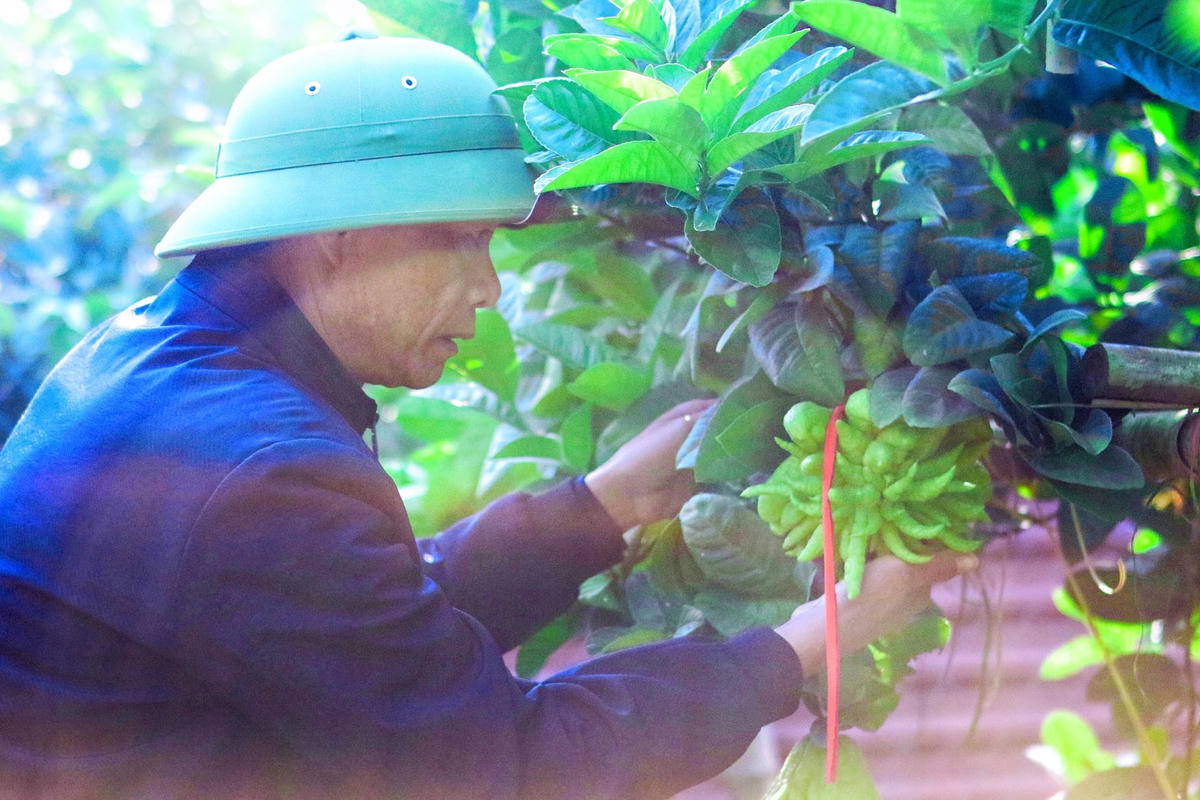 Ngoài ra, cây Phật thủ còn có ý nghĩa đón khách quý, rước tâm an, quả phật thủ rất quan trọng trong mâm ngũ quả ngày Tết của người Việt.