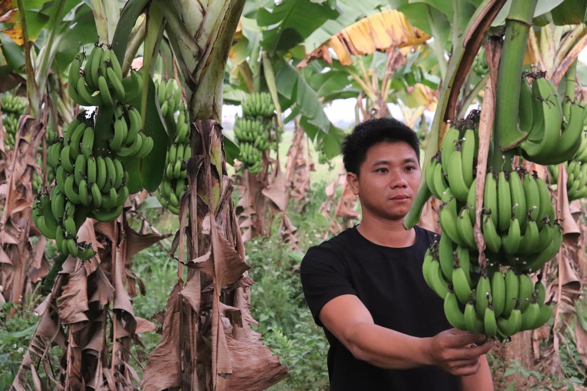 Cây chuối tiêu hiện cho anh lãi ròng trên 350 triệu đồng/năm