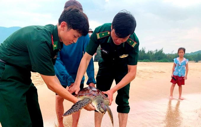 Đồn Biên phòng Đèo Ngang phối hợp với chính quyền địa phương và người dân thả rùa biển về với môi trường biển. Ảnh: Thanh Giang