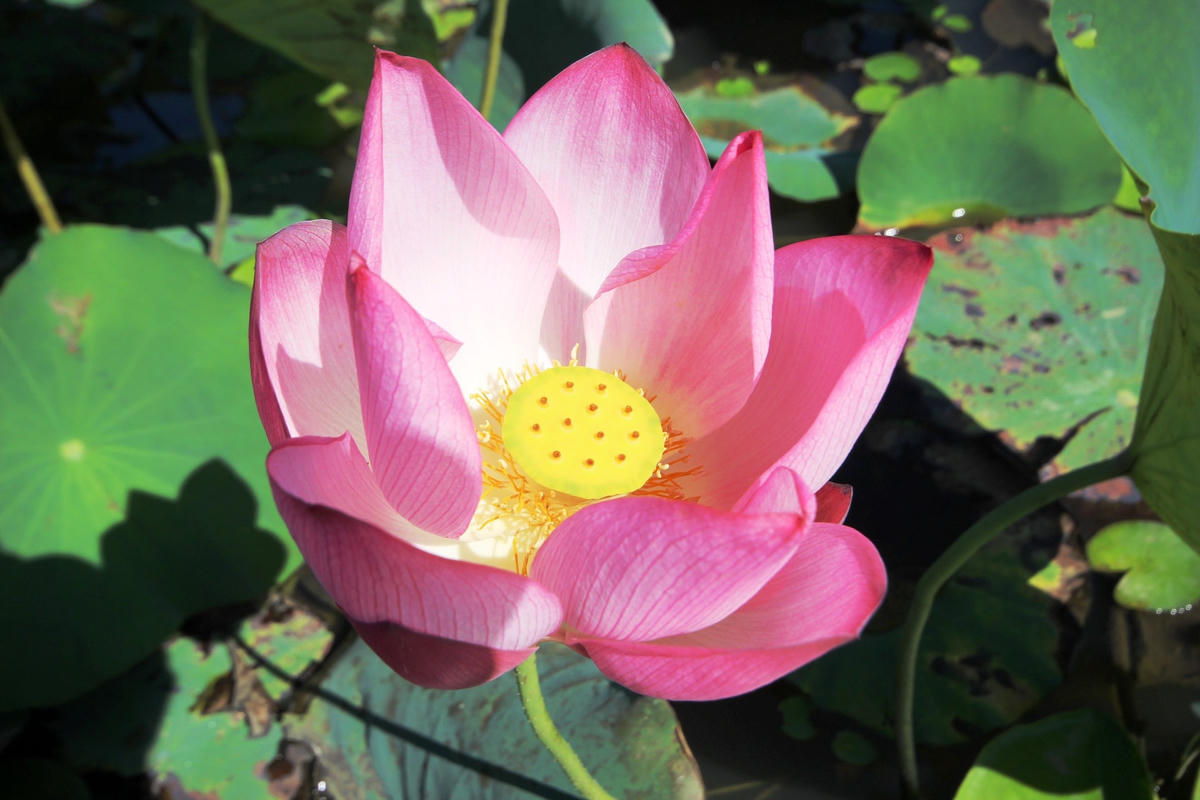 Những bông sen nở tỏa hương thơm.