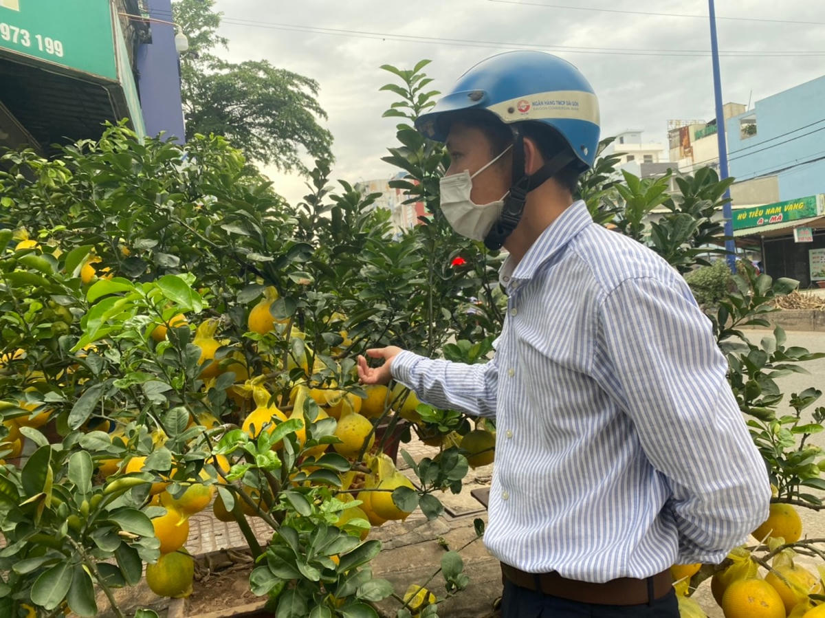 Nhiều khách hàng bắt đầu xem cây, tìm hiểu giá cả.