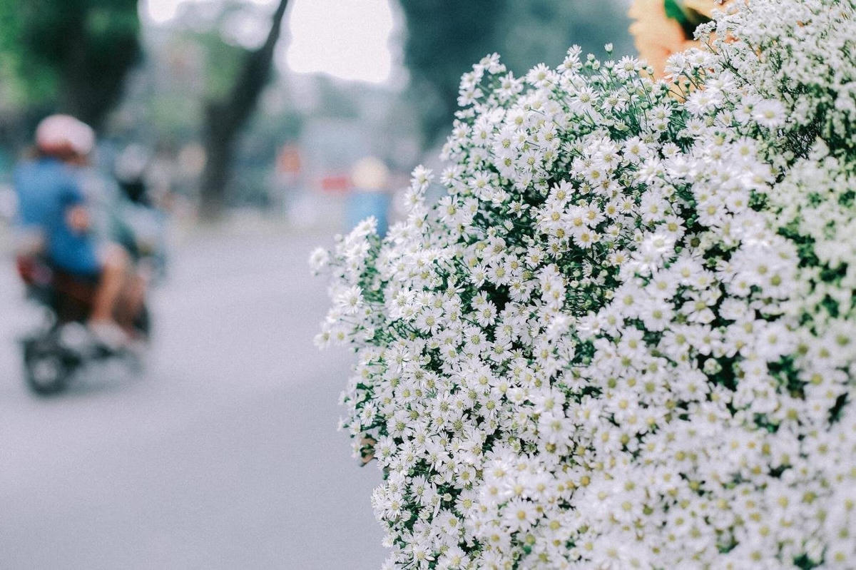  Mùa cúc họa mi.        Ảnh: M.Nam.